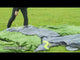 Coleman Spruce Falls 4-person tent